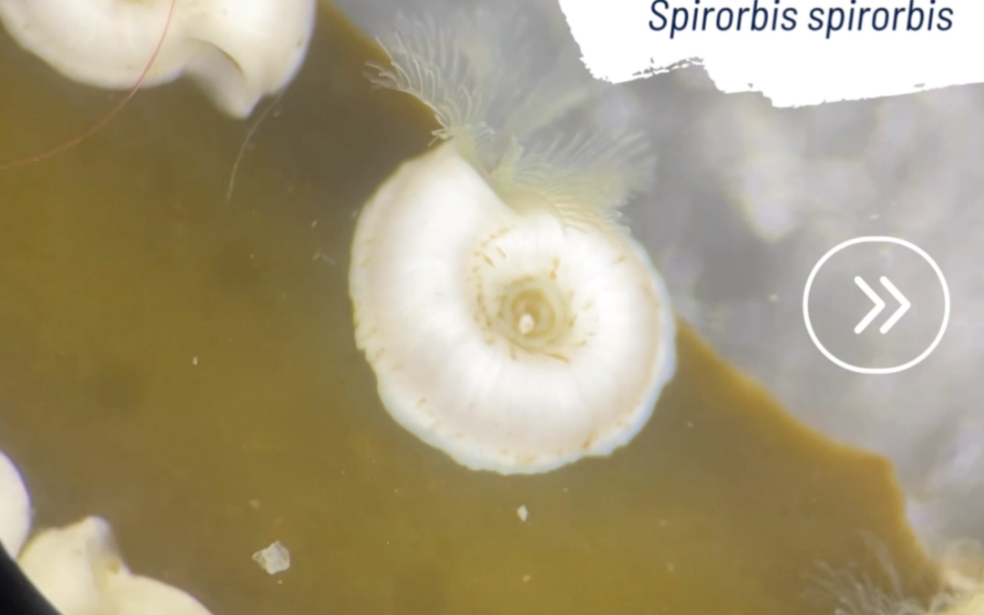 Spirorbis spirorbis